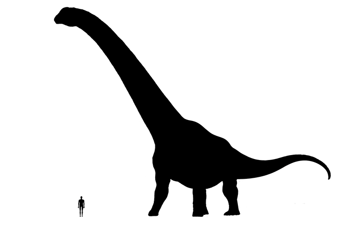 Quetzalcoatlus size compared to a human adult.