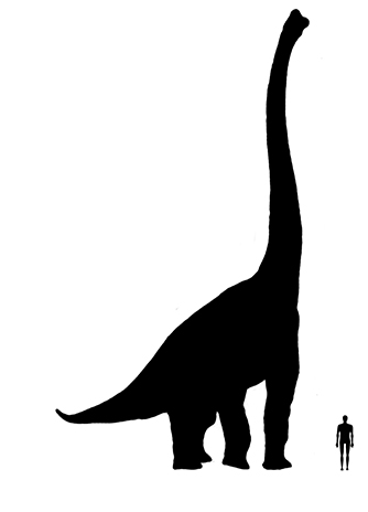 Brachiosaurus size Brachiosaurus size compared to an adult human.