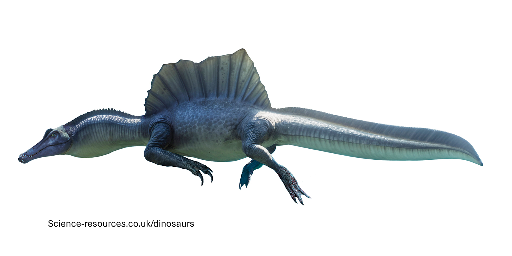 Spinosaurus sail and aquatic adaptations