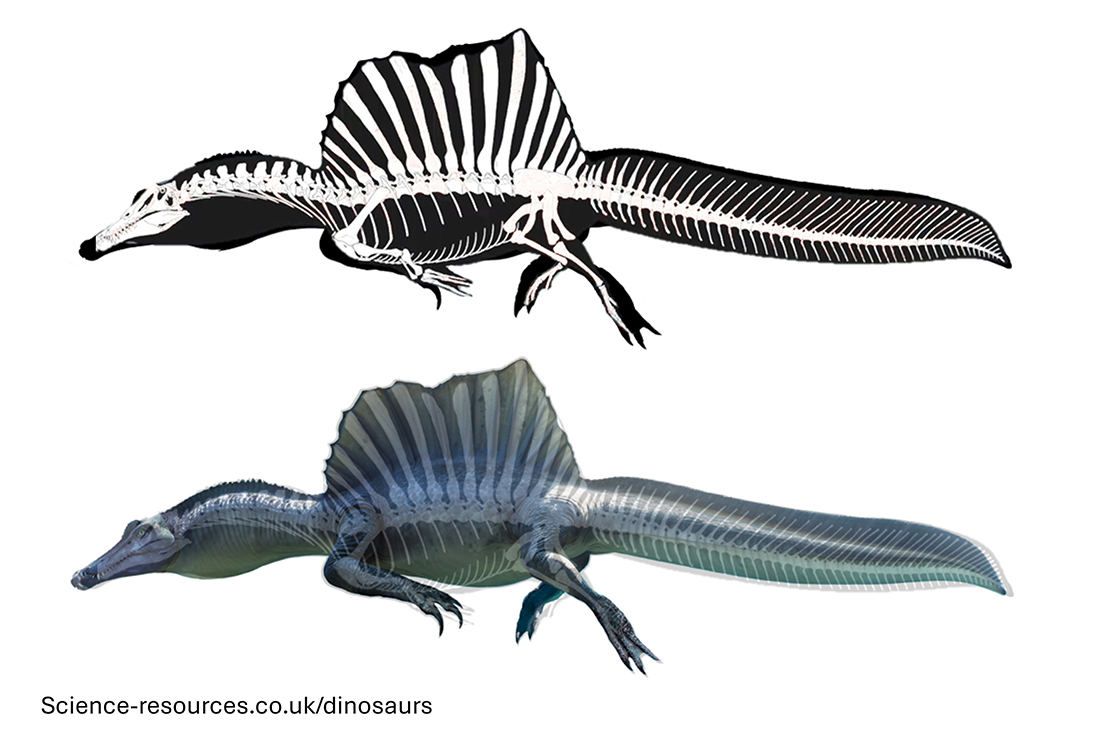 Spinosaurus fossil illustration