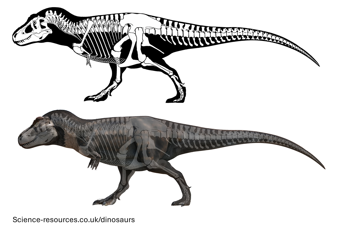 T-Rex skeleton fossil